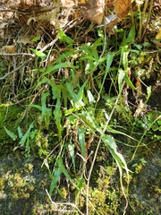 Asplenium rhizophyllum