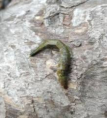 Stratiomyini