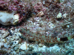 Crocodilichthys gracilis