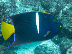 Holacanthus passer