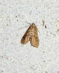 Parapoynx stratiotata