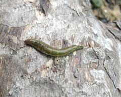 Stratiomyini