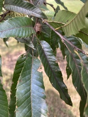 Brochymena quadripustulata