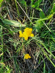 Lotus corniculatus