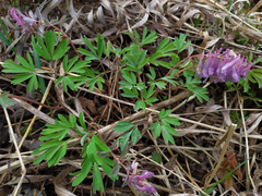 Corydalis solida
