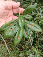 Stilbosis quadricustatella