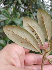 Stilbosis quadricustatella