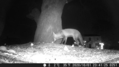 Vulpes vulpes fulvus