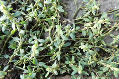 Polygonum