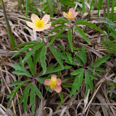 Anemonoides uralensis