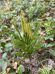 Dendrolycopodium hickeyi