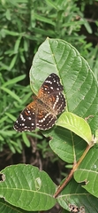 Anthanassa texana texana