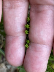 Dendrolycopodium hickeyi