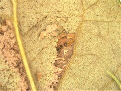 Stilbosis quadricustatella