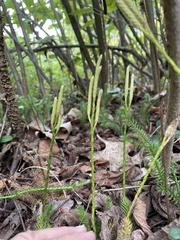 Lycopodium clavatum