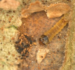 Stilbosis quadricustatella