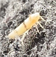 Empoa gillettei