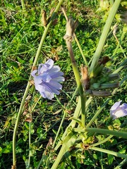 Cichorium