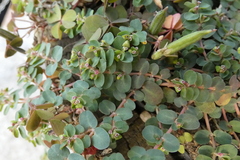 Euphorbia serpens