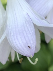 Entomobrya nivalis