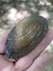 Utterbackia imbecillis