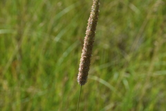 Alopecurus arundinaceus