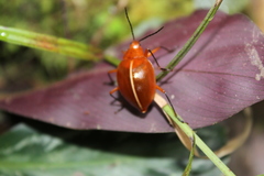 Ellipticus dorbignyi