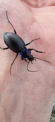 Carabus problematicus