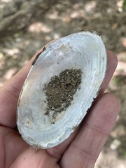 Utterbackia imbecillis