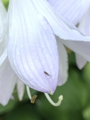Entomobrya nivalis