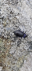 Carabus problematicus