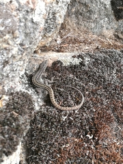 Podarcis guadarramae