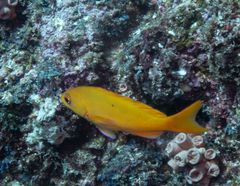 Cephalopholis colonus