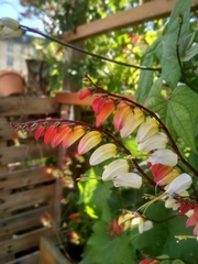 Ipomoea lobata