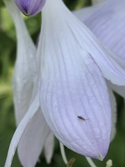 Entomobrya nivalis