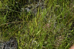 Alopecurus arundinaceus