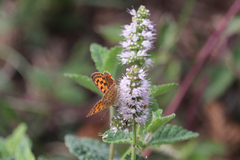 Lycaena