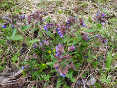 Pulmonaria mollis