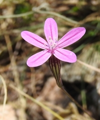 Silene ungeri
