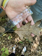 Quercus rubra