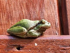 Hyla orientalis