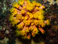 Tubastraea coccinea