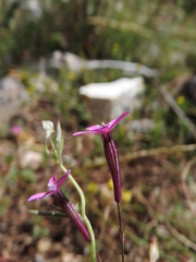 Silene ungeri