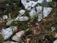 Silene ungeri