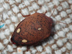 Solenosthedium bilunatum