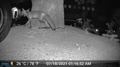 Vulpes vulpes fulvus