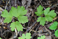 Adoxa moschatellina