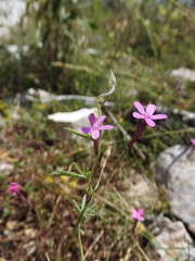 Silene ungeri