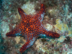 Pentaceraster cumingi