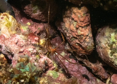 Stenorhynchus debilis